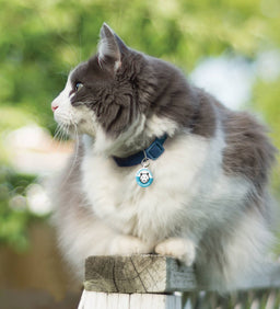 Pawsitively Safe Cat Pet Finder tag