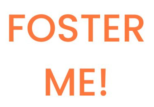 text saying Foster Me!